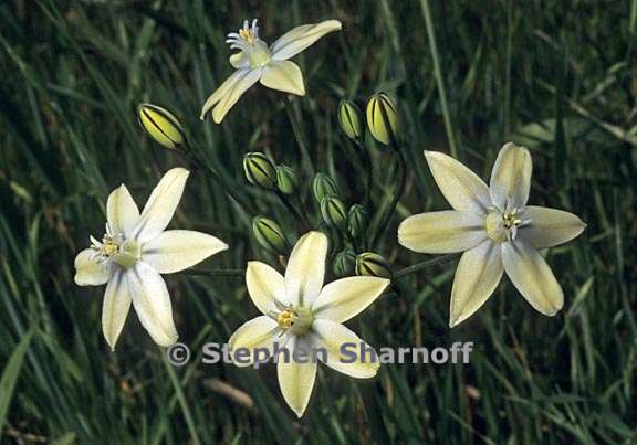 triteleia ixioides 1 graphic